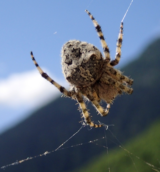 Araneus cf. circe - Colle della Maddalena (CN)